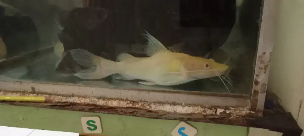 Ikan Predator BAUNG ALBINO