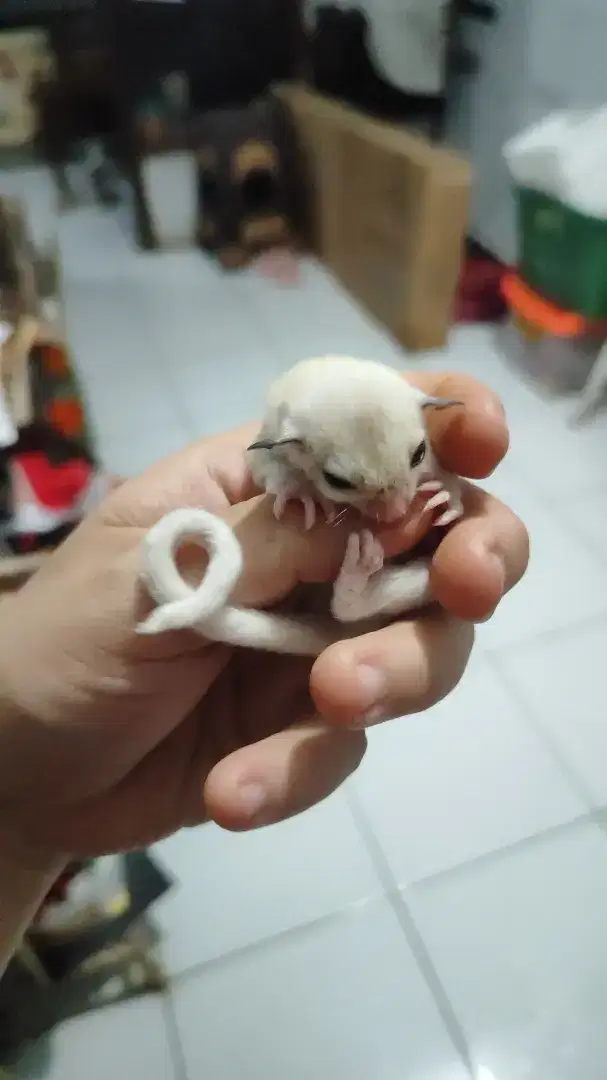 Sugar Glider Joey Platinum Mozaik