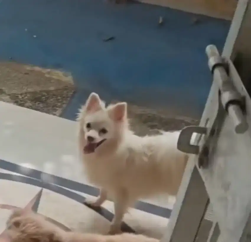 Anjing pomeranian betina