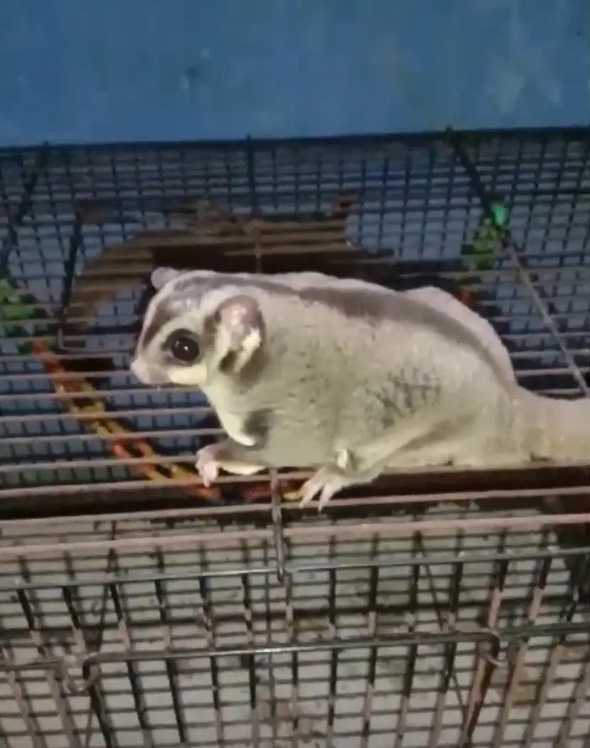 Sugar Glider berpasangan