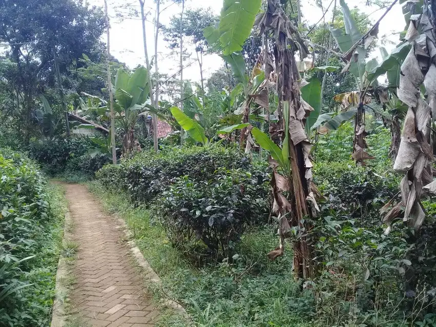 Dijual Murah Tanah Kebun Teh dan Manggis di Darangdan Purwakarta