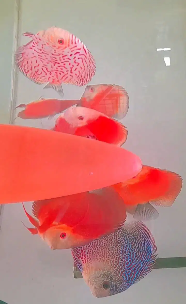 Discus red melon pearl pigeon