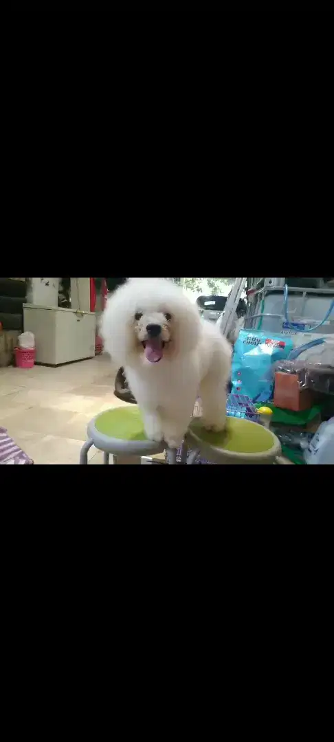 Anjing bichon jantan