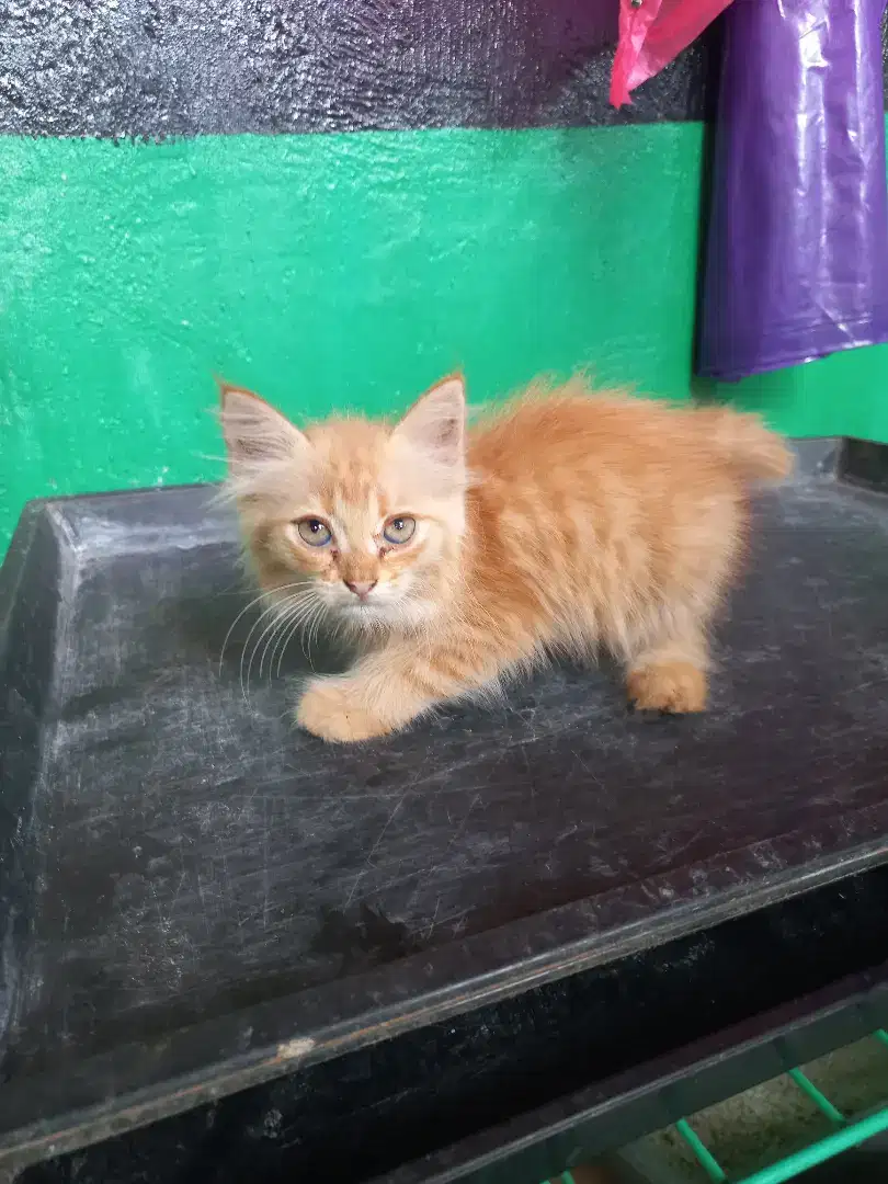 Kiten persia mix himalaya 1,5 bulan