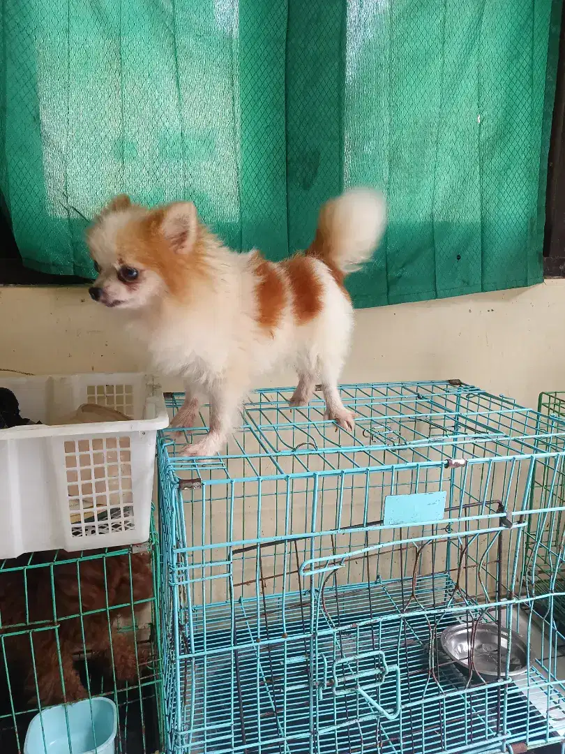 super Minipom betina indukan party