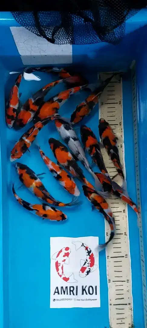 Ikan Koi Showa Cakep