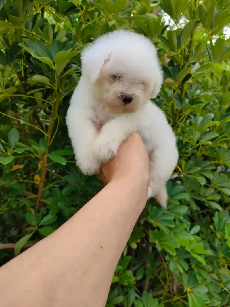 Bichon betina cantik