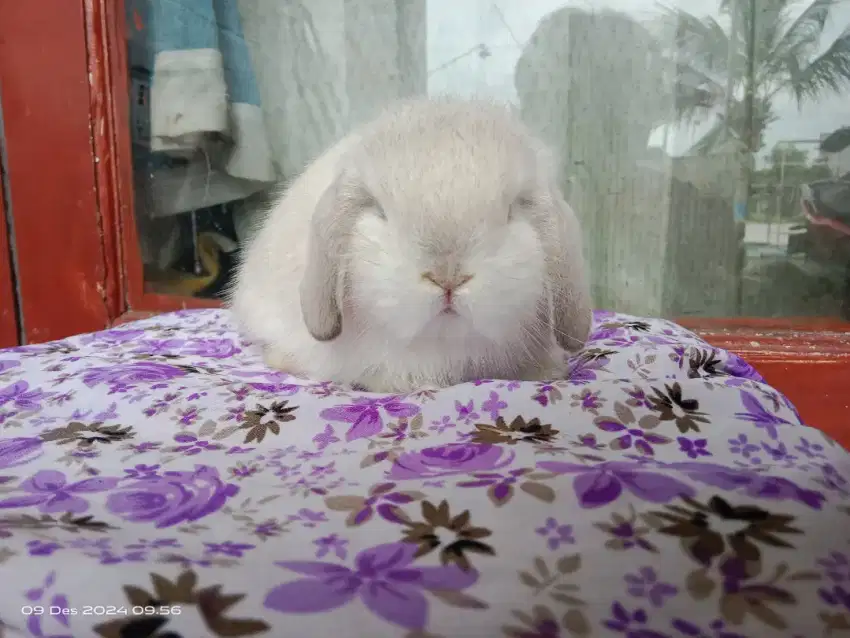 Kelinci hias Holland lop