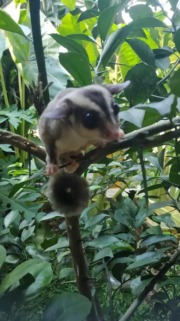 Sugar Glider baby