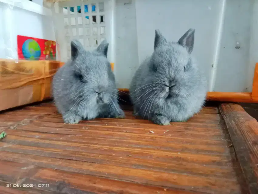 Kelinci jenis mini ND Netherland dwarf