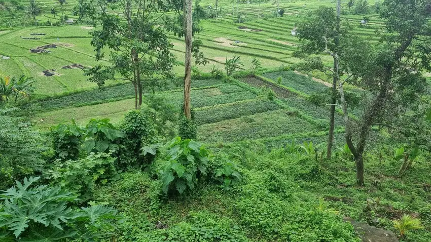 TANAH 1,38 Ha di KAWASAN TIRTAGANGGA - KARANGASEM