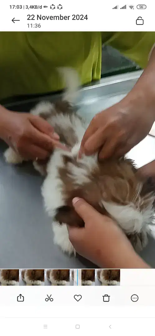 Anjing shihtzu vaksin / shih tzu / shitzu / shihtsu