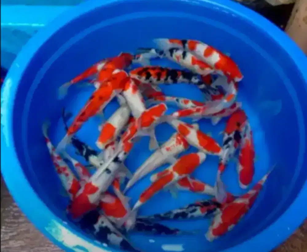 Jual ikan koi 20cm paket 30 ekor jenis mix