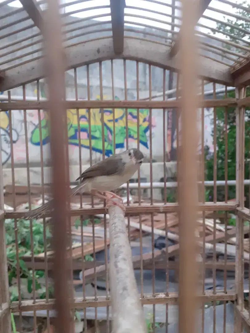 Burung ciblek sawah rajin bunyi jual fulset