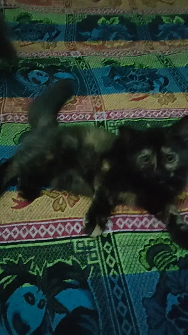 Kucing persia medium