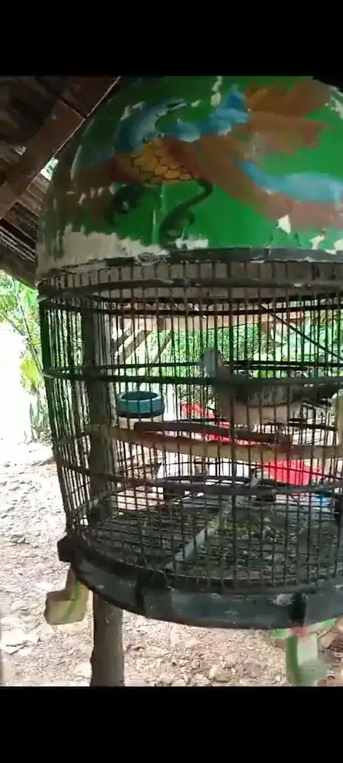 Burung perkutut Bangkok di pelihara dari kecil udah nurut banget