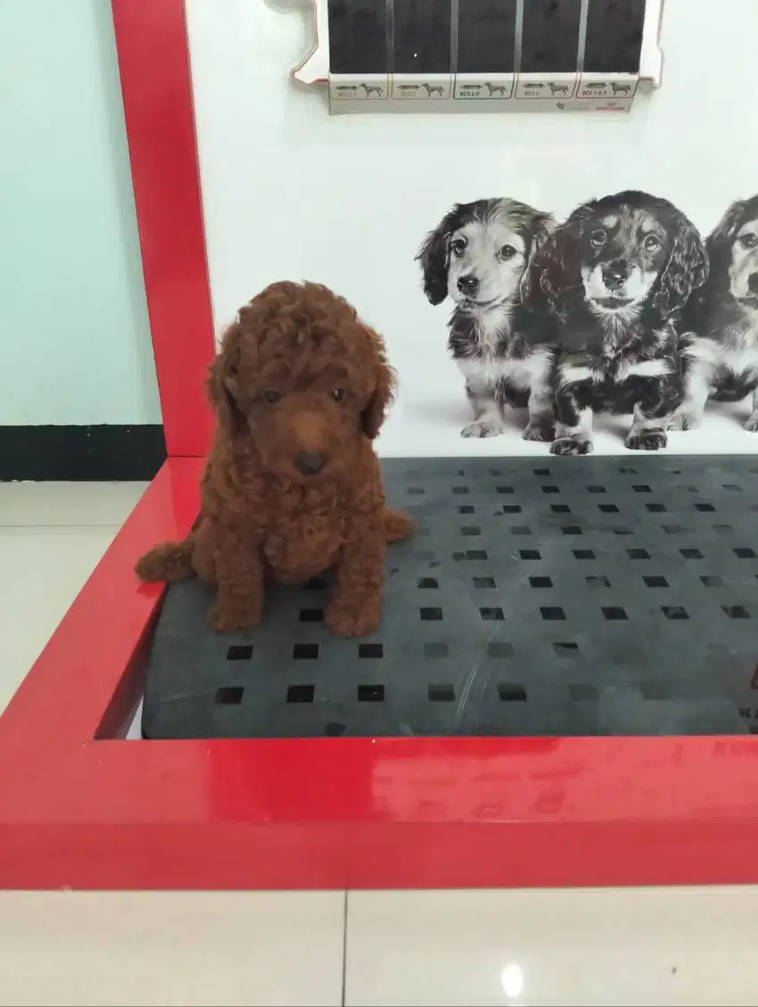 Dijual puppy poodle betina