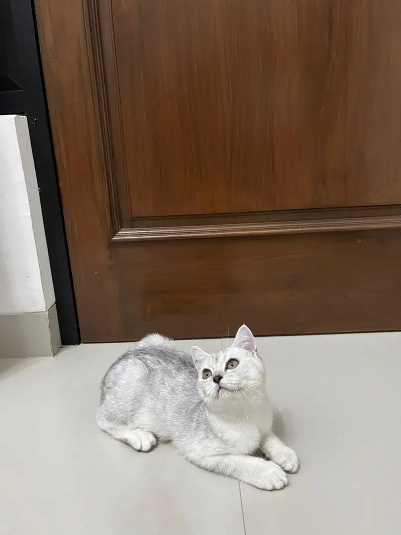 Kucing BSH Scottish Fold