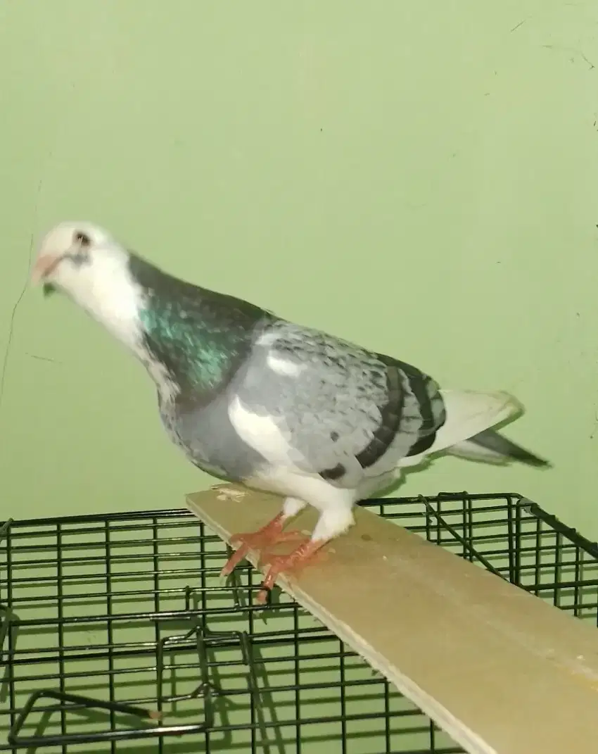 Burung Dara Blantong