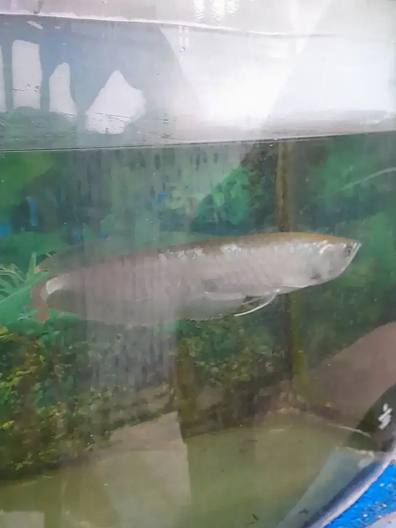 Ikan arwana silver red