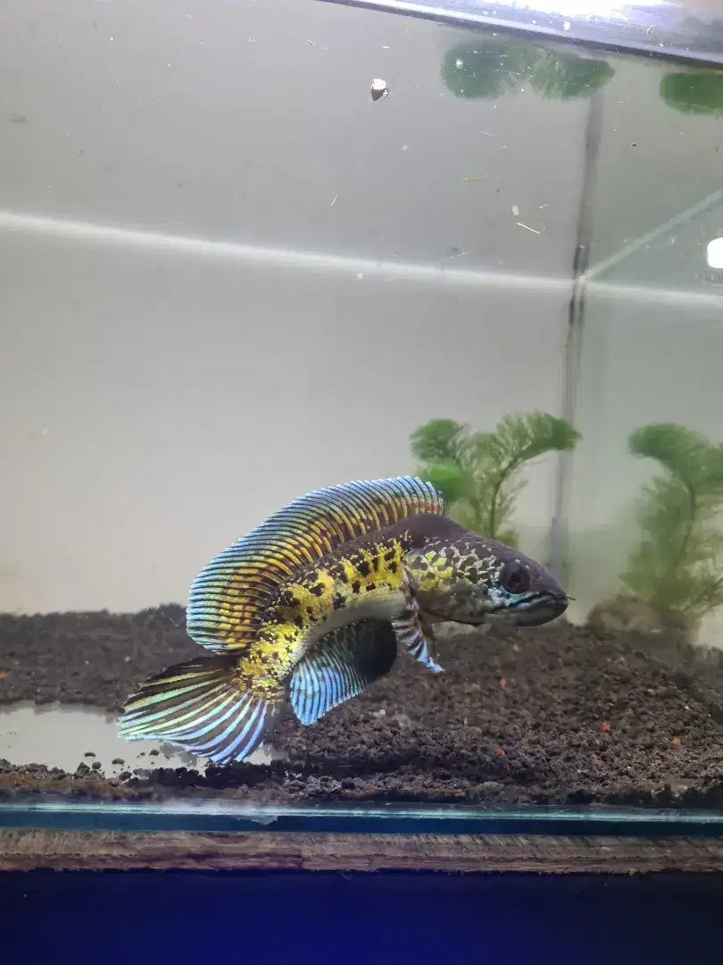 Channa auranti 15 - 16 cm + aquarium