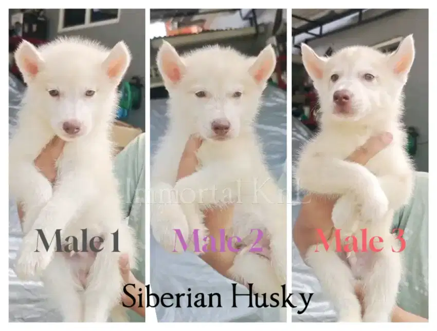 Siberian Husky Jantan Vaksin