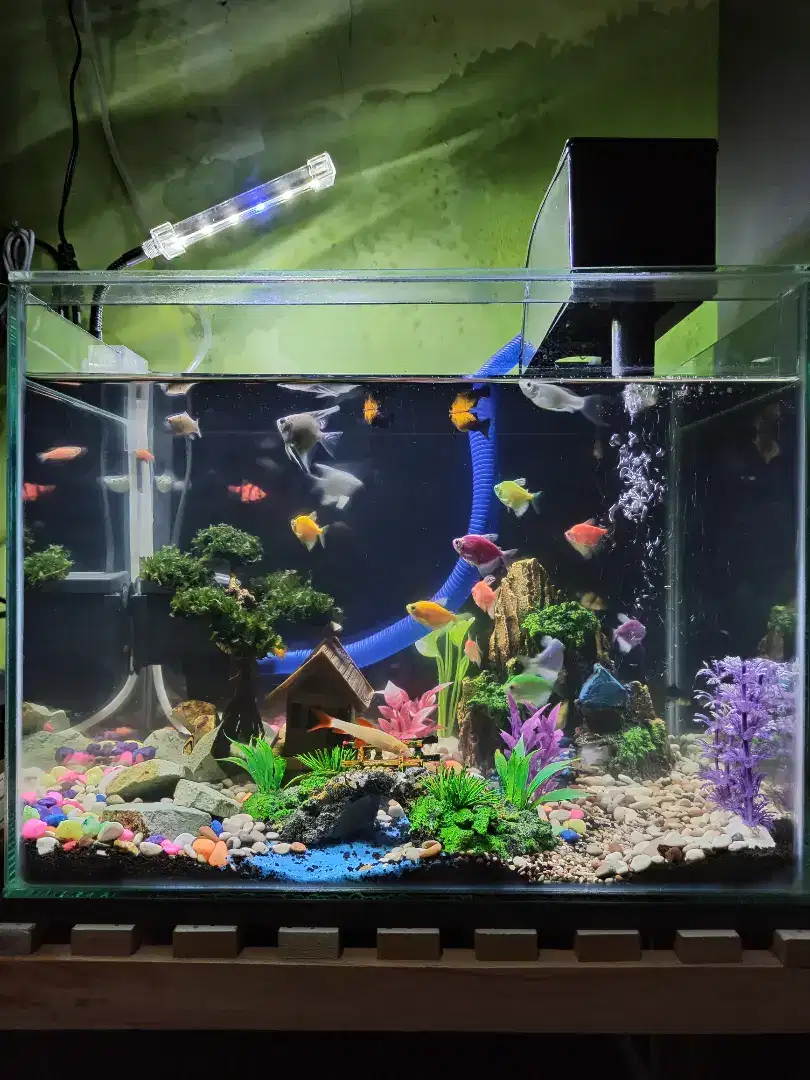 Lampu aquarium + aerator