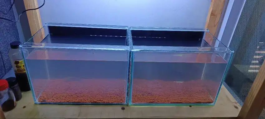 Aquarium Baru Beli