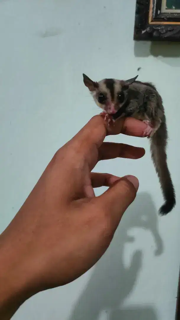 Sugar glider joey classic grey het caramel jantan umur 1 bula