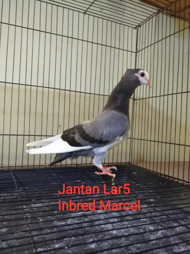 Burung Merpati Dara Trah