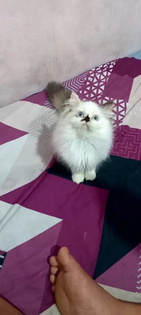 Kucing Himalaya mix Ragdoll betina