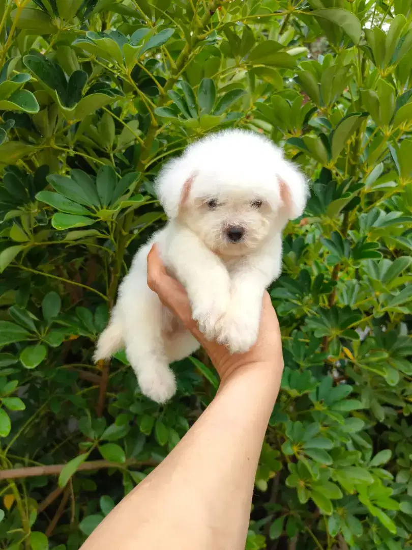 Puppy Bichon Frise