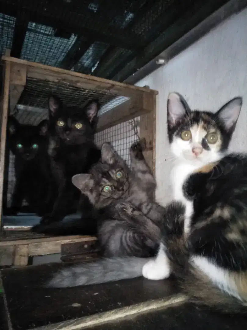 Induk dan Anak Kucing British Campuran