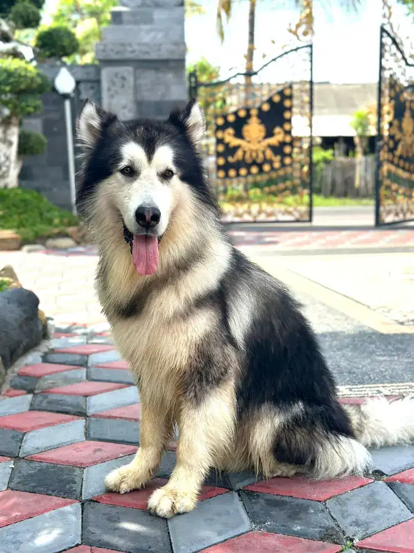 Anjing Alaskan Malamute