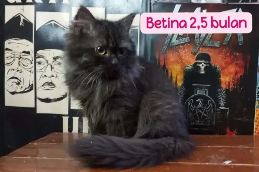 KUCING PERSIA BLACK SMOKE BETINA