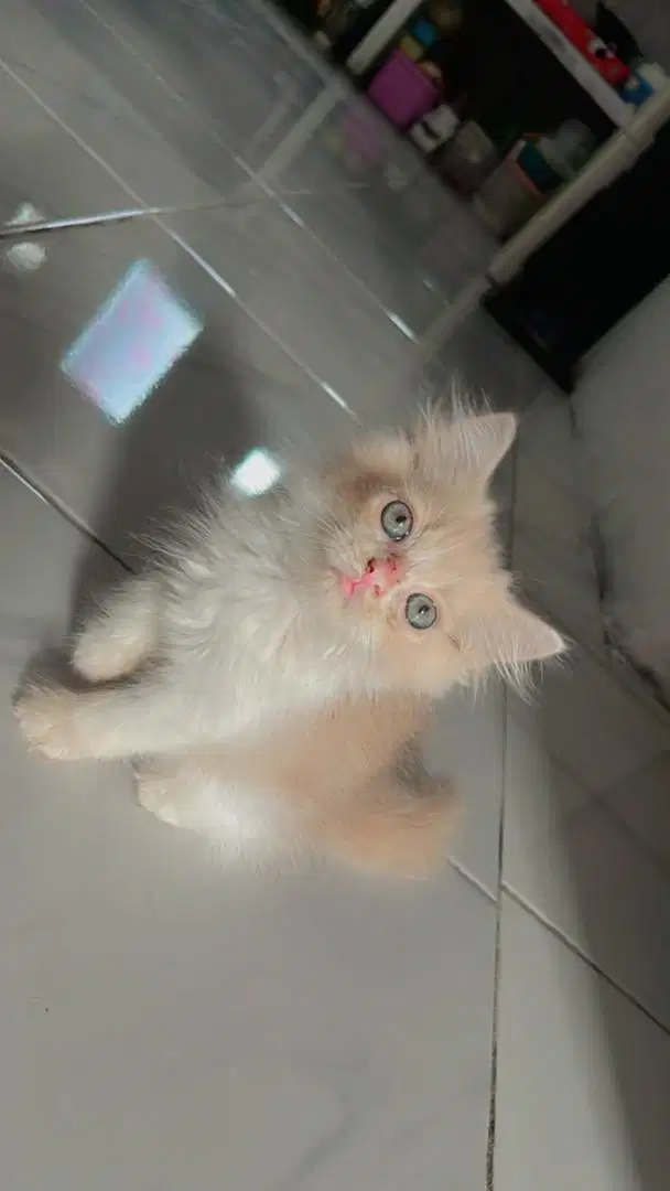 kitten flatnose longhair