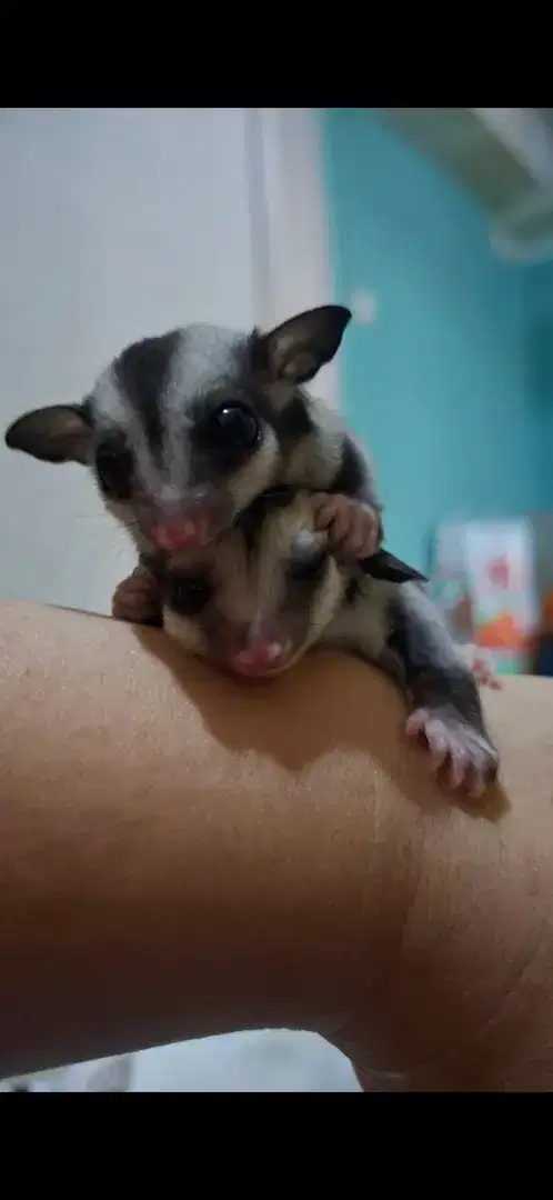 Sugar Glider Joey Classic Grey