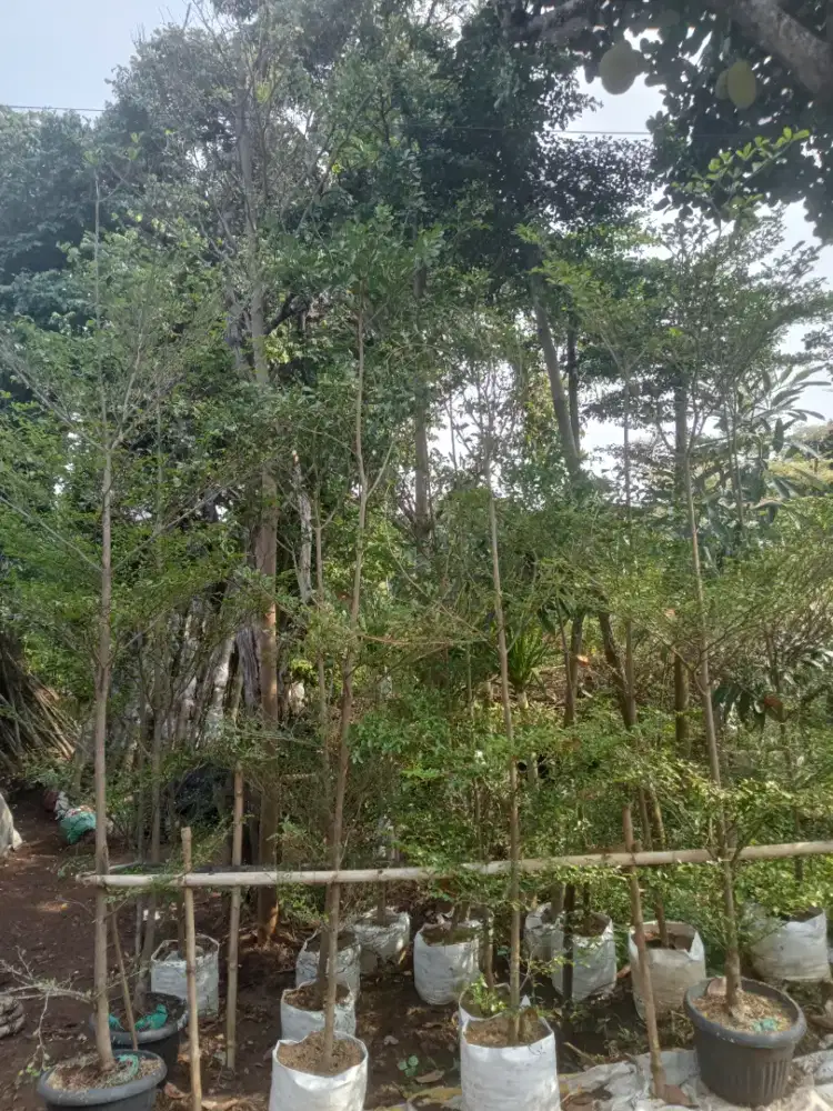 Pohon Ketapang Kencana tinggi 2 meter