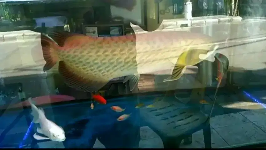 Arowana green pino