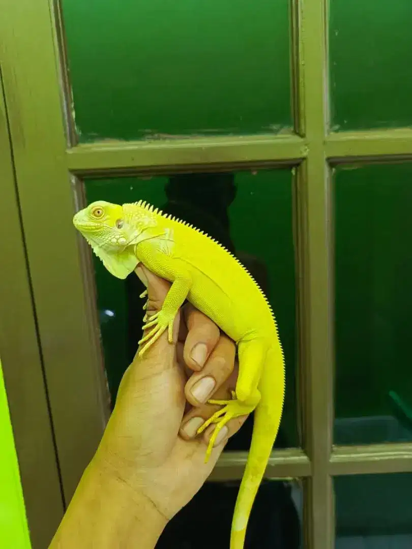 Iguana green albino size Juve