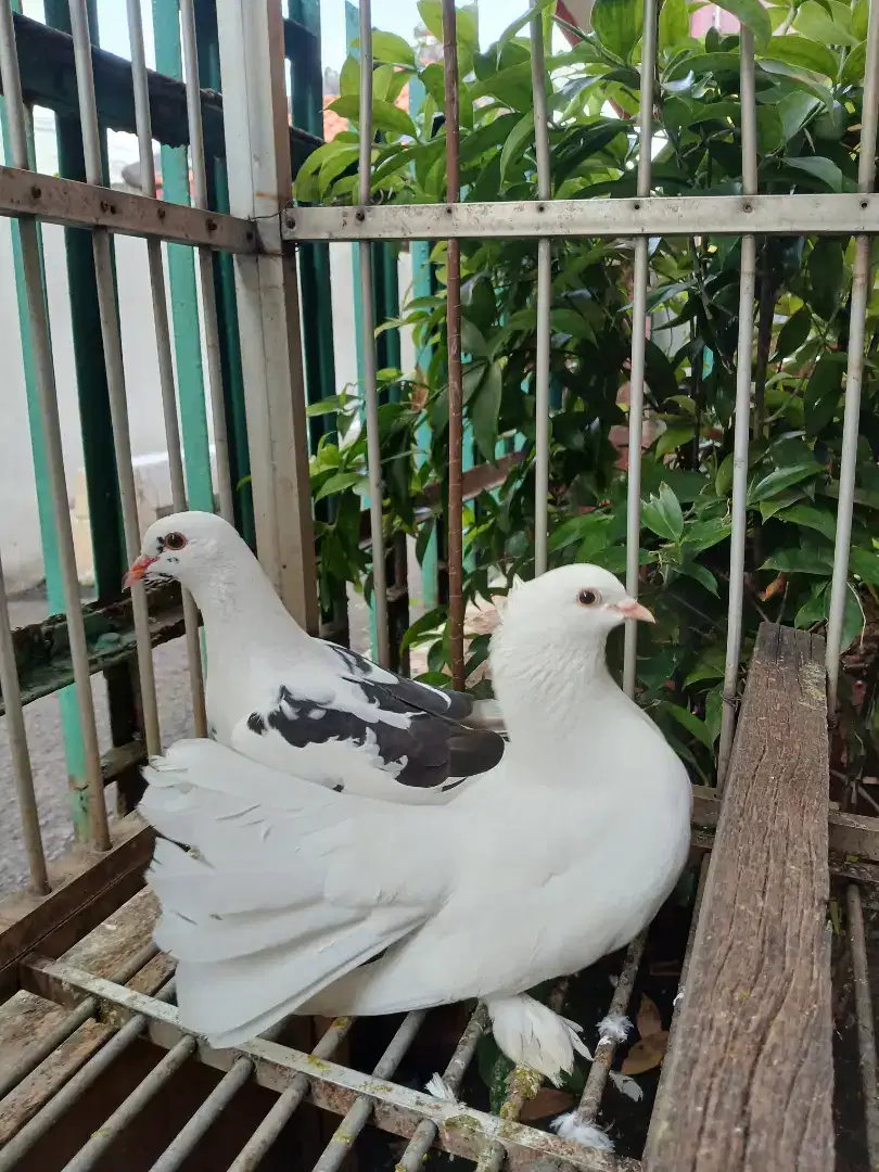 Merpati Kipas putih / Burung dara / pelung / blantong