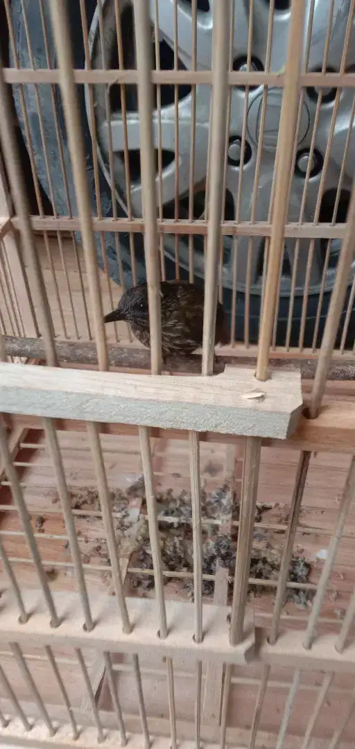 Jual burung siri2 kecil sdh bunyi