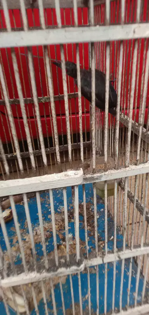 Jual burung cak keling sdh bunyi semau y