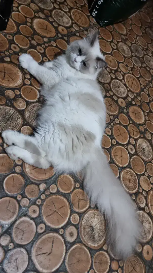 Kucing Ragdoll Jantan Bicolor