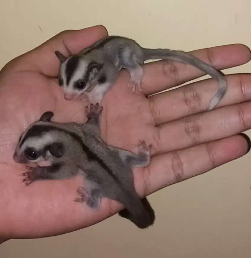 Sugar glider betina moza het leu dan grey het leu