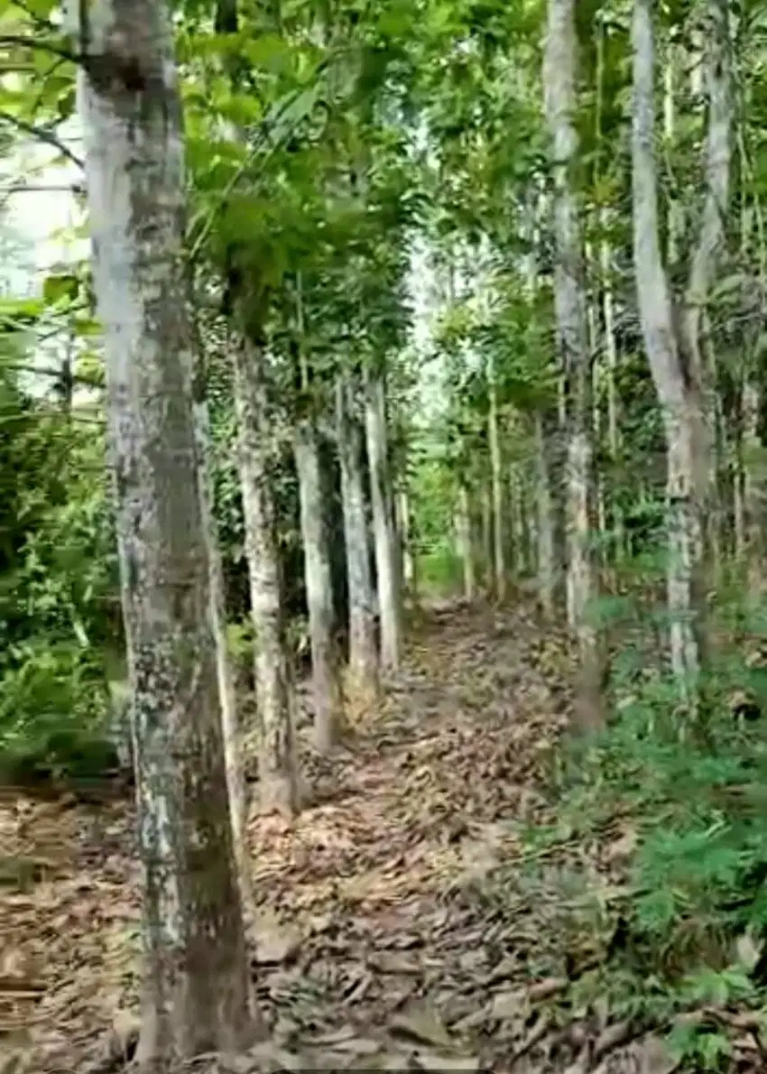 Dijual Cepat Tanah Kebun Jati di Jongkang, Loa Lepu, Tenggarong Sebera