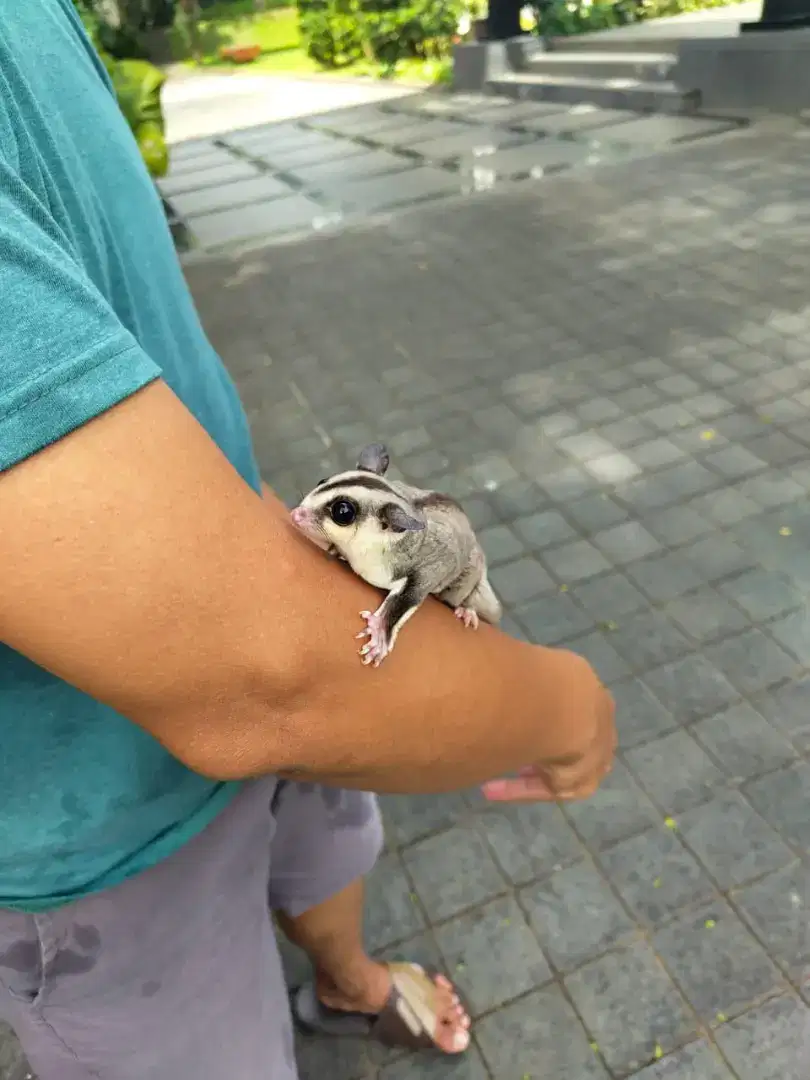 Dijual sugar glider