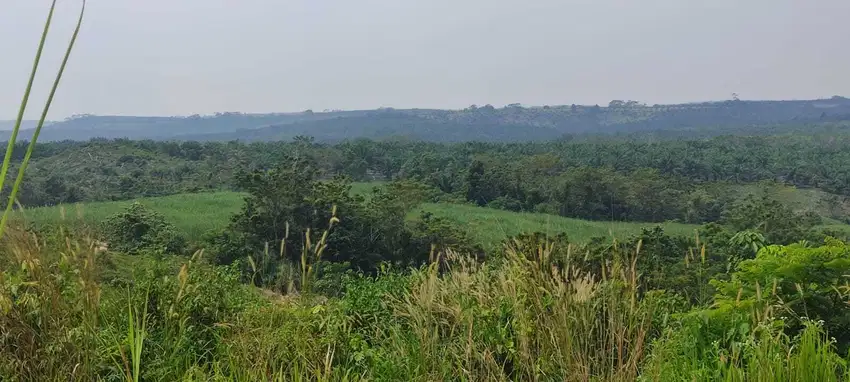 DIJUAL TANAH PERKEBUNAN-KABUPATEN WAY KANAN LAMPUNG