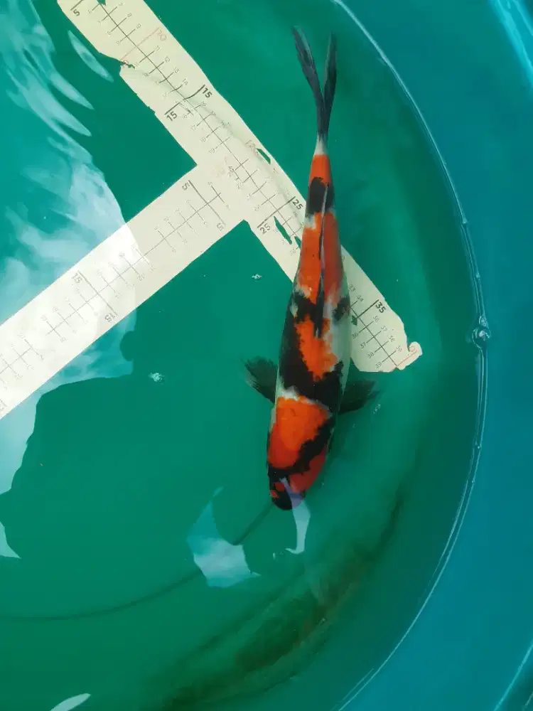 Ikan koi SHOWA 33cm Prospek Bagus