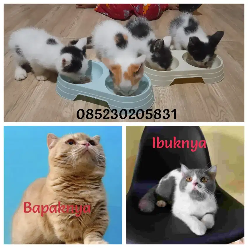 4 kitten bsh long